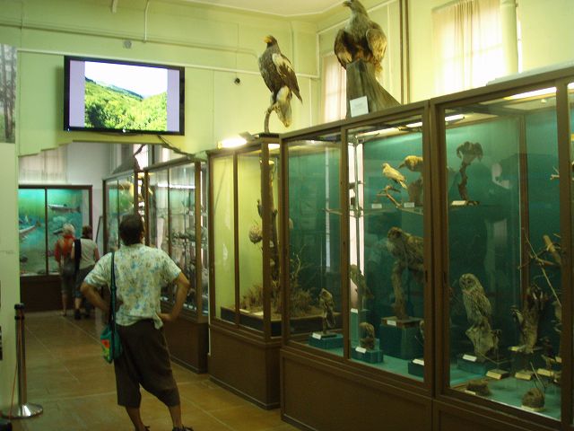 ���R�̖L�����������锍���̐��X