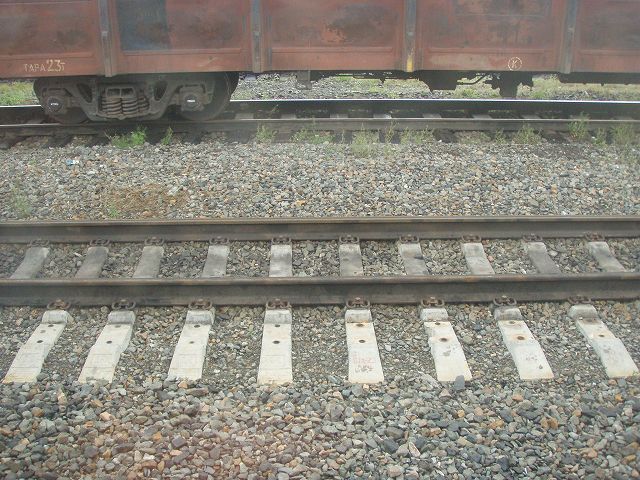 �T�n�����̓S���͓��{���̋��O�����A���V�A�K�i�̍L�O���ɑΉ���������