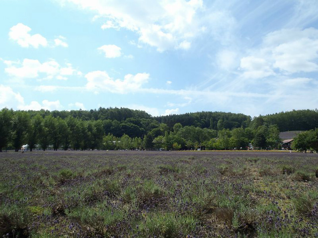 �t�@�[���x�c�̃��x���_�[��