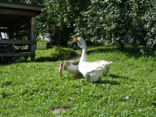 ���̒����H