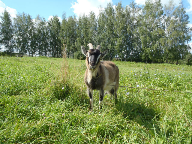 ���M�������@�j���ꂵ�����c